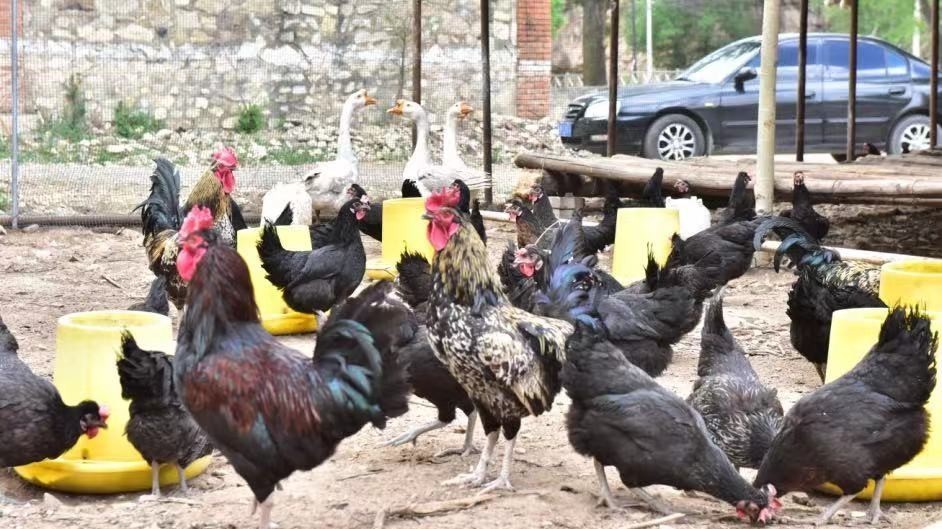 延庆区:乡村产业振兴新“鸡”遇 增收致富添活力 延庆区:乡村产业振兴新“鸡”遇 增收致富添活力