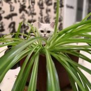 崔永元爆料引影视股大跌 崔永元:我不是故意的