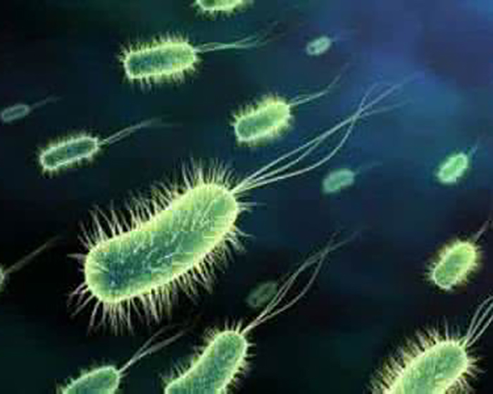 医生:用一种树叶泡水喝能杀死幽门螺旋杆菌