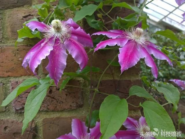 华为 P20 Pro VS诺基亚Lumia1020:穿越时空的