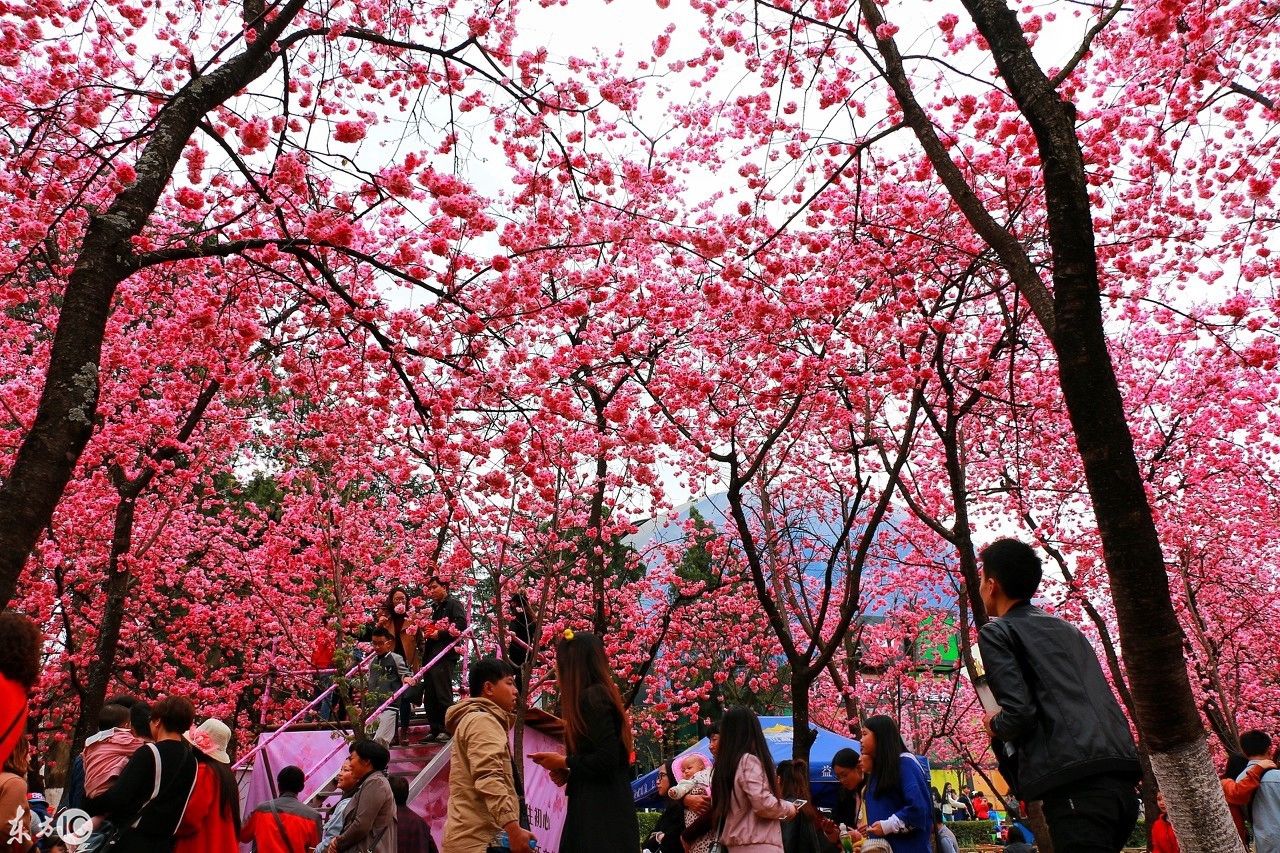 美不胜收的昆明圆通山樱花