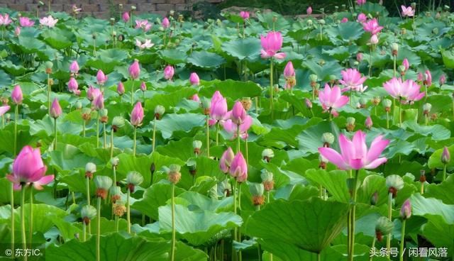 18054期大乐透四种历史走势图,参破玄机吃肉