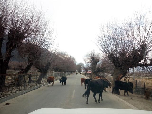 川藏线租车自驾15天花费多少