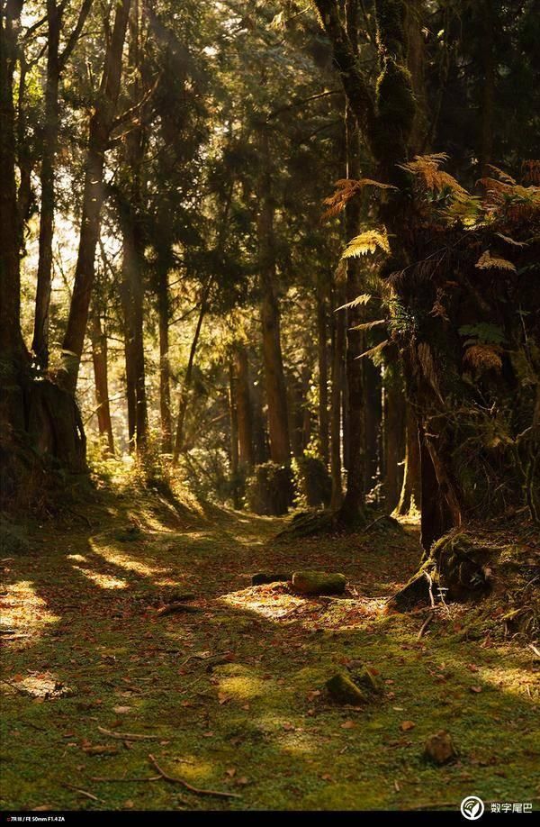 感觉终于可以用了:Sony a7R III 五天快速上手心