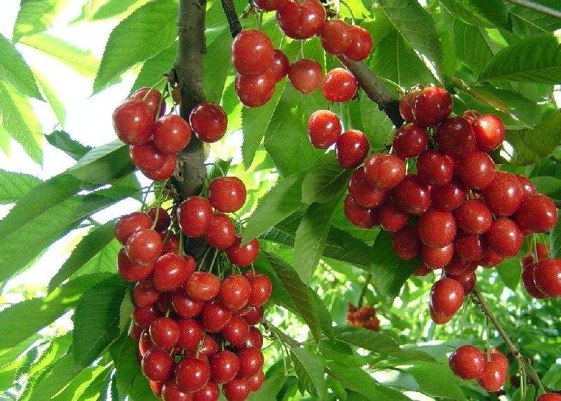 会保养的女人都吃此水果,淡斑美白,面色红润,你