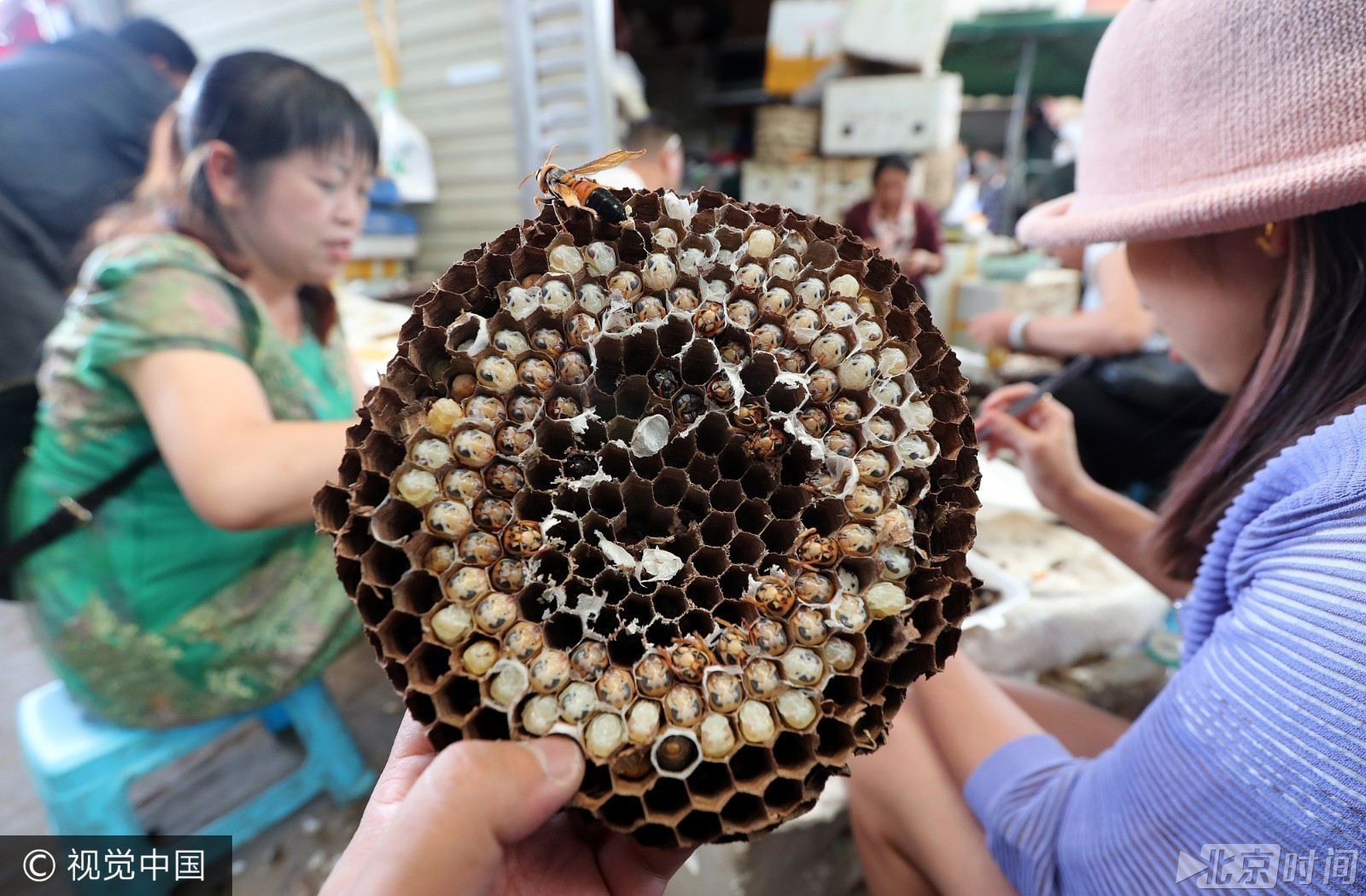 昆明野生蜂蛹进入上市旺季 商户手工分拣忙