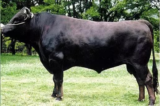 京都、东京游客太多?日本岐阜县的温泉和牛肉