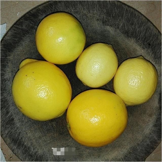 感冒咳嗽,流鼻涕,这个果子泡水喝,咳嗽好的快,大