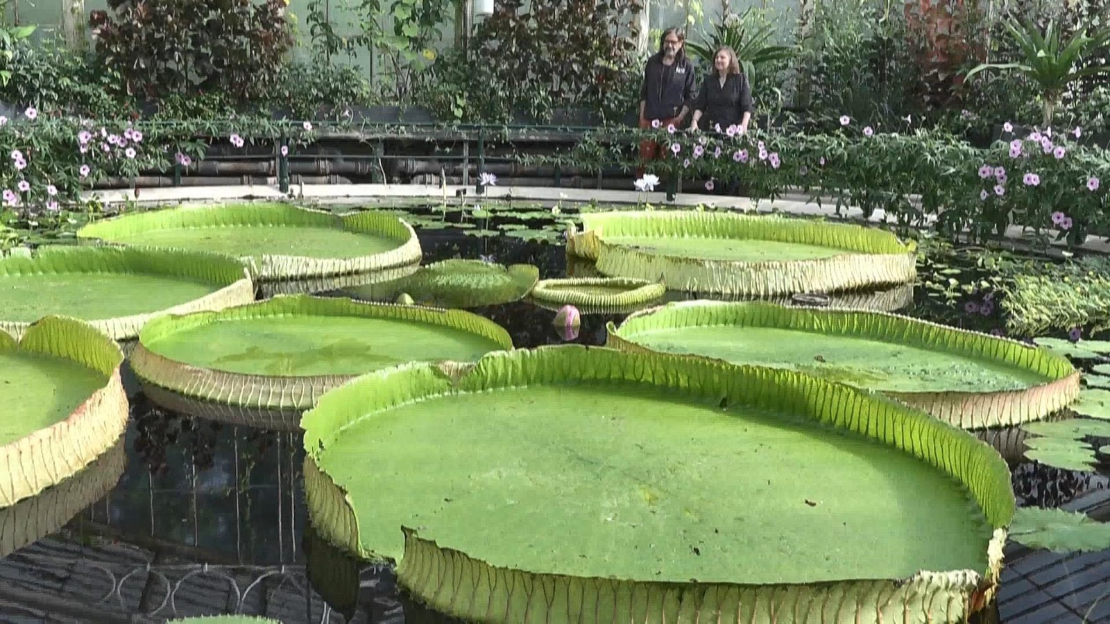 英国皇家植物园一种王莲被重新确认为新物种