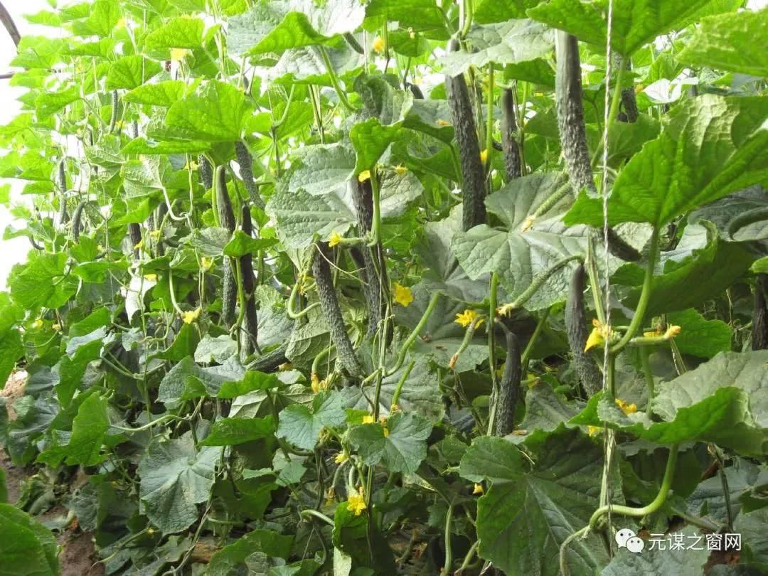 一个四川游客眼中的元谋特色美食