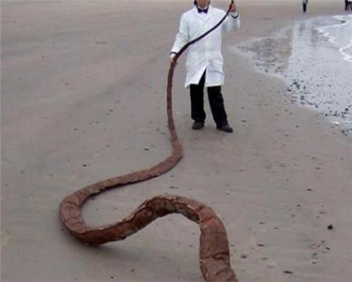 随后专家到来后经过研究发现，其实这并未是一条龙的尸体，只是一条巨大的海蛇，虽然外形很像龙，但是其实龙并不真实存在的。虽然这条海蛇已经死亡，但是保存的非常完好，真的很难得。
