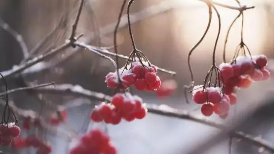 冬至:享受诗意 愿所有美好如约而至 冬至:享受诗意 愿所有美好如约而至