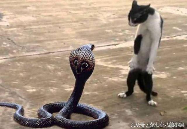 为什么猫不害怕蛇,还能和蛇对战?说出来你都不敢相信