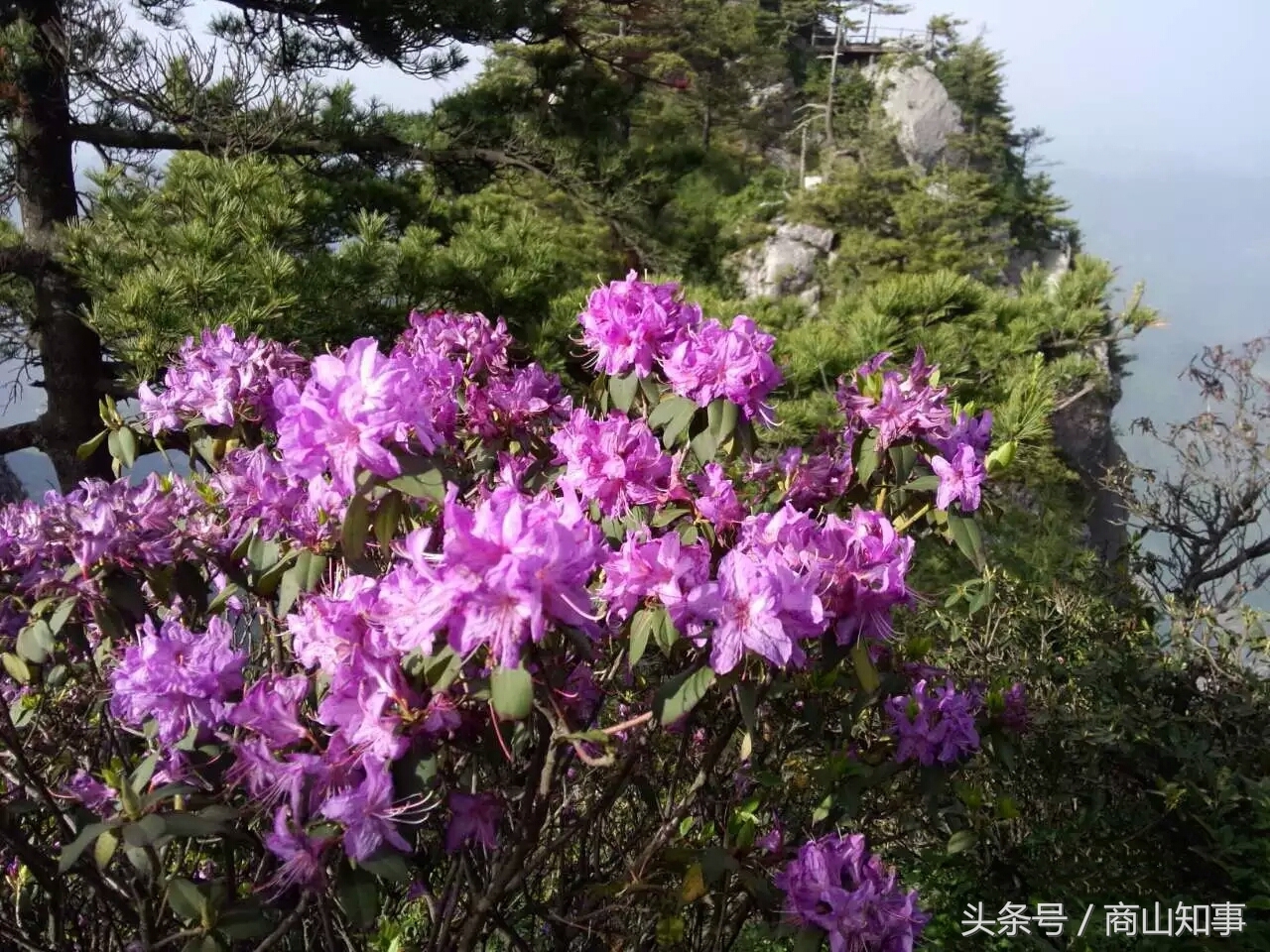 端午节去天竺山，赏杜鹃花看日出日落和云海
