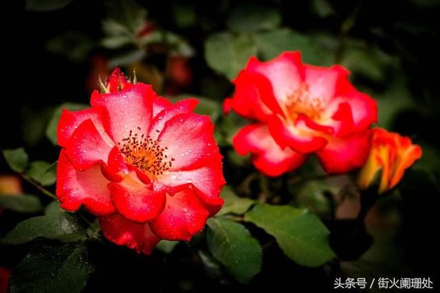 属狗人的一生,属狗人最命苦,你家有吗?太准了