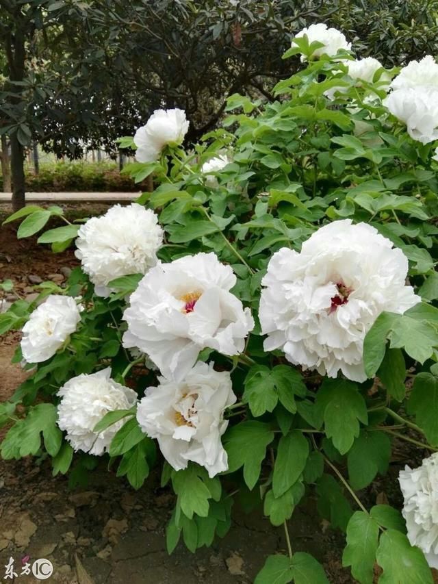 薛宝钗冷香丸中不为人所知的秘密