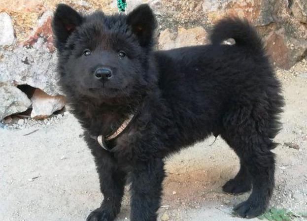 流浪狗一身漆黑被众人嫌弃,带回家被朋友看到,朋友都说赚到了