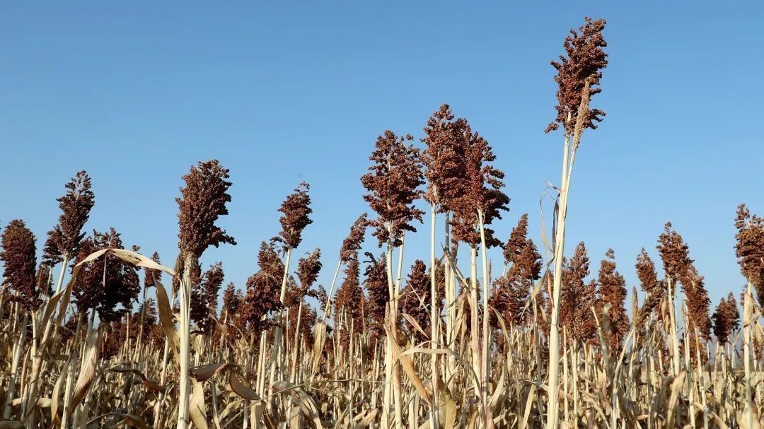 顺义区高粱映红致富路 顺义区高粱映红致富路