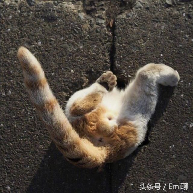 一个洞填一只喵,这里流浪猫超爱钻地洞,太萌啦,看完血槽已空!