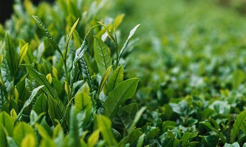 别被农村偏方忽悠了,这才是治疗灰指甲的方法