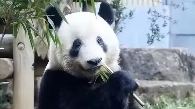 欢迎回家!旅日大熊猫“香香”计划于明年2月21日回国→ 欢迎回家!旅日大熊猫“香香”计划于明年2月21日回国→