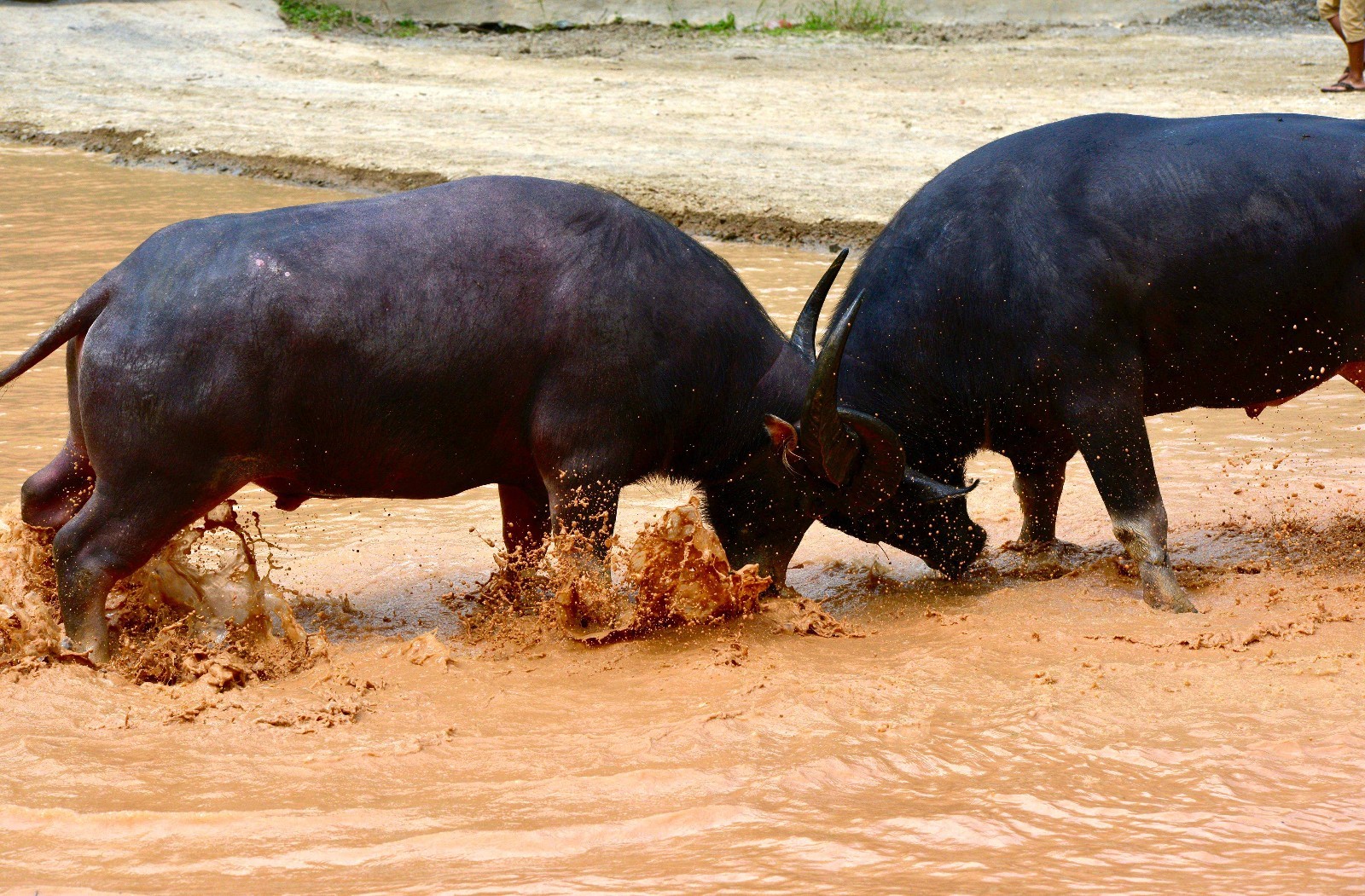 贵州榕江侗乡水中斗牛吸引客人