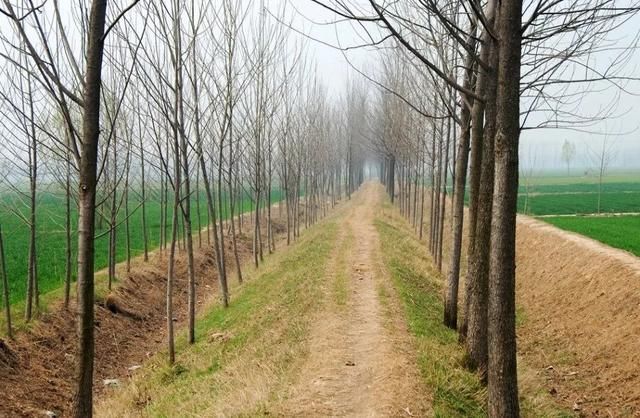 最美乡村四月天:我济宁鱼台县的乡下老家