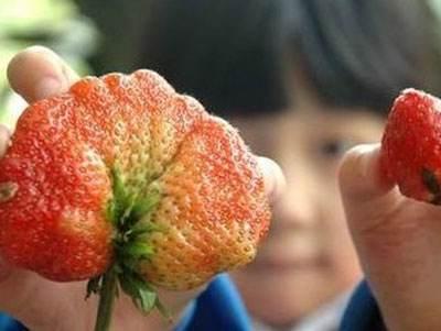 那些巨婴畸形草莓真的打了膨大剂激素吗?六大草莓谣言一次攻破