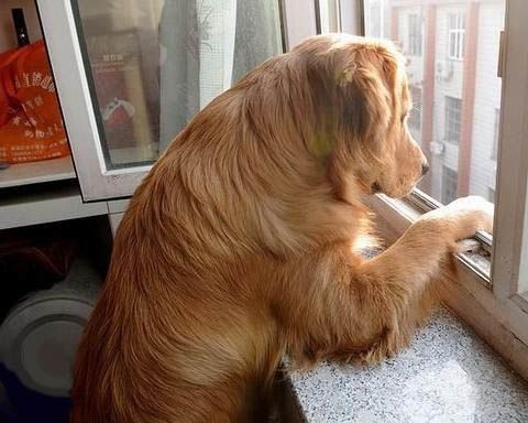 金毛回农村半年,却发现老婆生了一窝黑毛自己