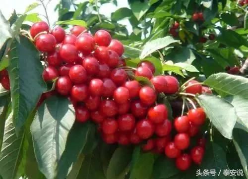 据说,在泰安拍抖音分分钟刷爆100W 十!