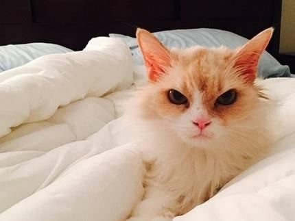 小猫脾气突然变得很暴躁怎么办?学会用心观察