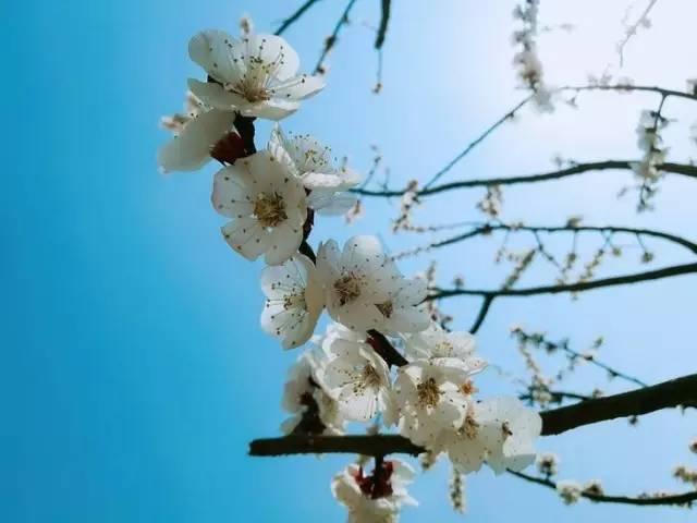 唐诗宋词 ‖ 关于春的著名诗句