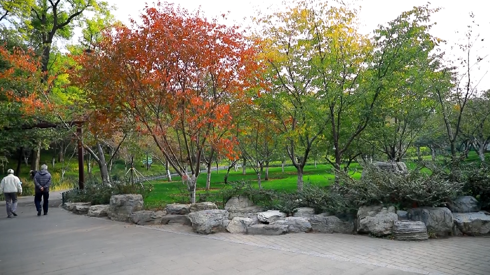 玉渊潭公园五彩斑斓 迎来金秋最佳观赏期 玉渊潭公园五彩斑斓 迎来金秋最佳观赏期