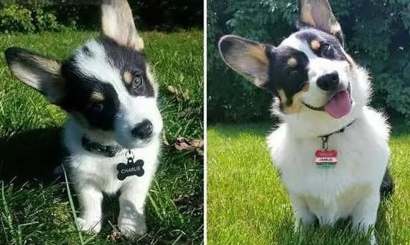 还在为18岁的梗而刷屏?狗狗"18岁的样子"你们怎么看