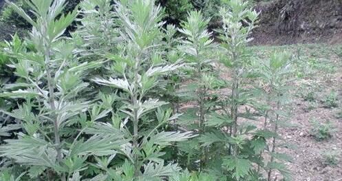 艾草洗头有什么好处 艾草的功效与作用