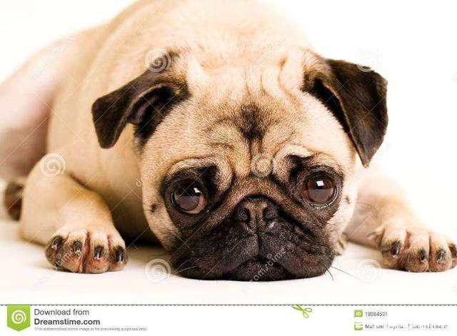 十大最适合家养的狗狗排行,你的家里最适合养