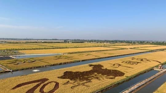 稻花香里说丰年 宁夏贺兰庆祝2019年中国农民丰收节