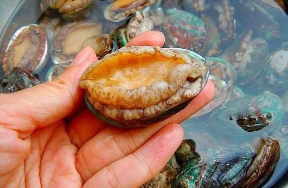 新鲜鲍鱼多少钱一斤2018 普通和知名鲍鱼价格