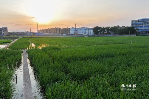 福州城市周边划定6.61万亩永久基本农田 促绿色发展