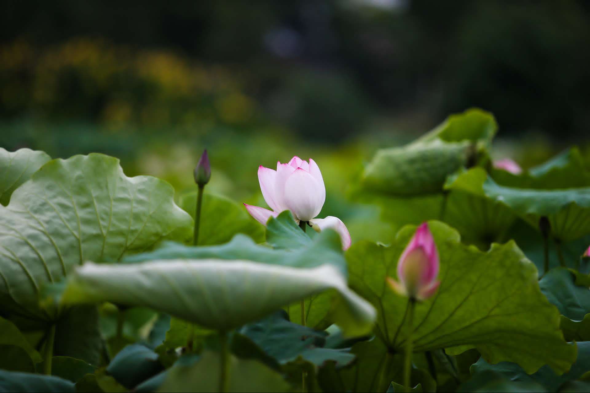 2017中国撮镇荷花节启动 将开展十多场主题活动