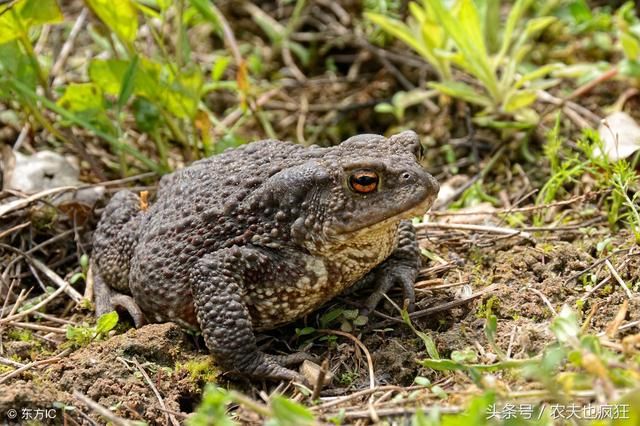 农村常见的植物癞蛤蟆草你认识吗?那你知道