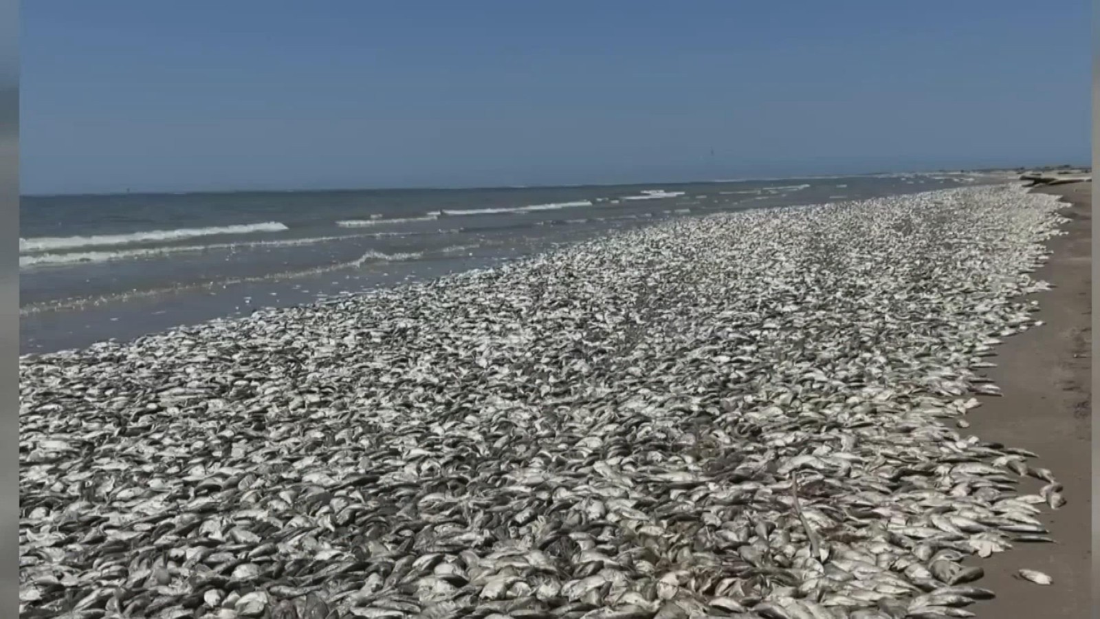 氧气不足 美国得州海滩惊现大量死鱼