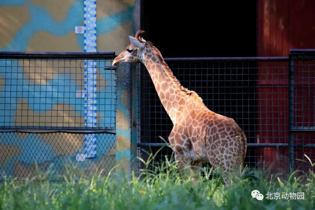 動物園長頸鹿今年連續