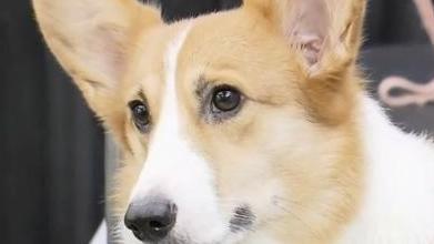 爱宠人士越来越多！有宠物博主拍1条视频赚几十万