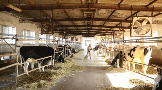 “奶牛铲屎官”的小确幸:她用双手养育梦想