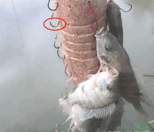 男子钓鱼想奇招, 矿泉水瓶里挂满鱼钩扔下去, 拿