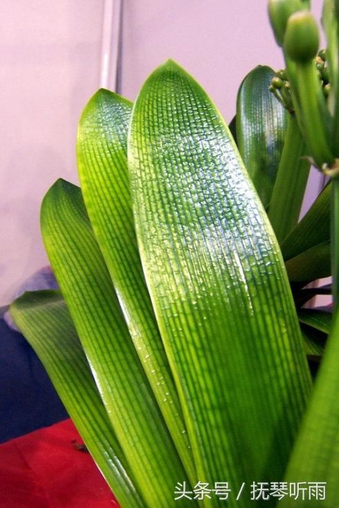 君子兰品种之:聊聊"花脸"君子兰