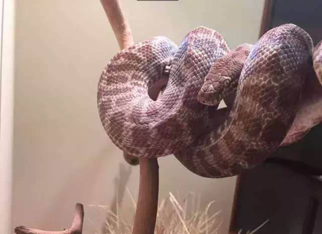 男子来到一处蟒蛇馆参观,被里面巨蟒蜕皮深深