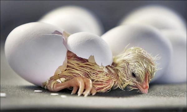 小鸡如何破壳而出?科学家告诉你最正确的答案
