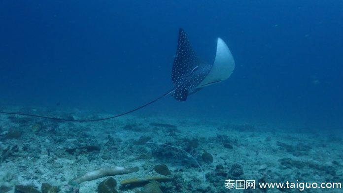 潜水员在泰国皮皮岛海底看到罕见的鱼